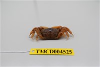 藏品(萬歲大眼蟹)的圖片